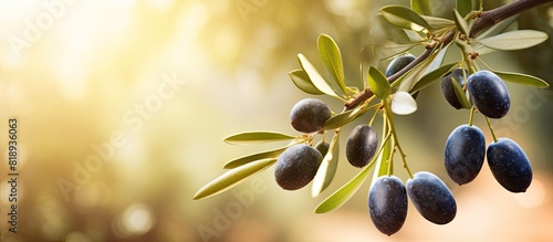 Copy space image of ripe black Spanish olives hanging on a branch of an olive tree with a blurred background