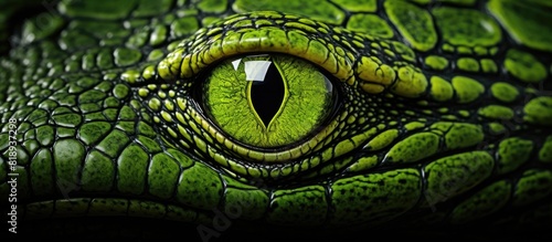 An alligator skin with a vibrant green color provides an eye catching and unique aesthetic. Copyspace image photo