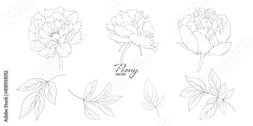 Set of peony flower line art