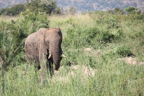 Afrikanischer Elefant   African elephant   Loxodonta africana