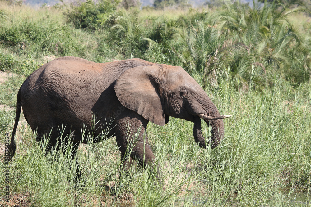 Fototapeta premium Afrikanischer Elefant / African elephant / Loxodonta africana