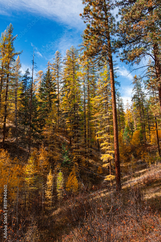 Forest and lake scenes captured in the East Kootenay Mountains of British Columbia Canada, Forest and lake scenes captured in the East Kootenay Mountains of British Columbia Canada,