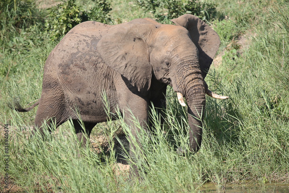 Fototapeta premium Afrikanischer Elefant / African elephant / Loxodonta africana