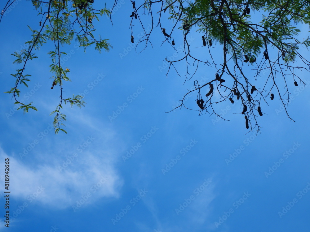 bright blue sky with green leaves as a frame bright blue sky with green leaves as a frame