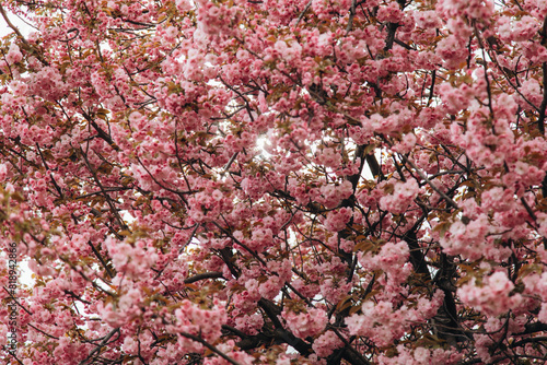 Spring flowers bloom on the tree.