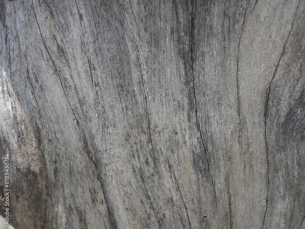 Fototapeta premium Patterns and lines on the bark of trees
