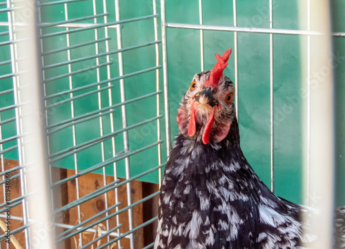 Motley hen in a cage made of metal rods