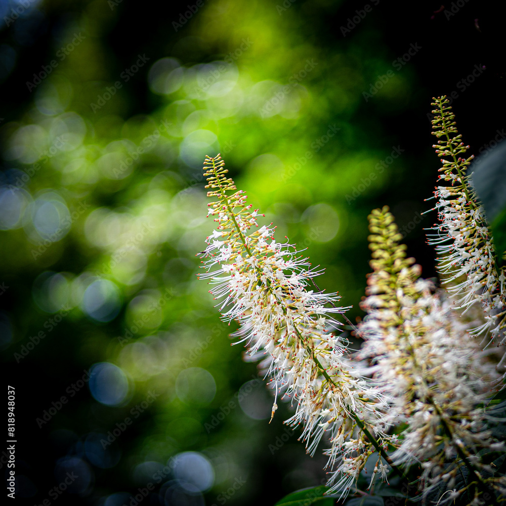close up of leafy green against a blurred background. This creates a warm and dreamy image close up of leafy green against a blurred background. This creates a warm and dreamy image