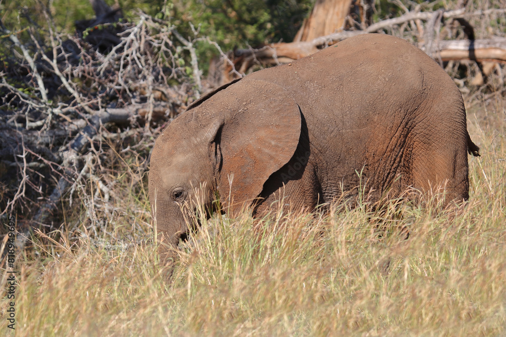Fototapeta premium Afrikanischer Elefant / African elephant / Loxodonta africana