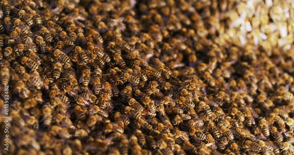 Very Large Number of Bees Enter Hive Very Large Number of Bees Enter Hive