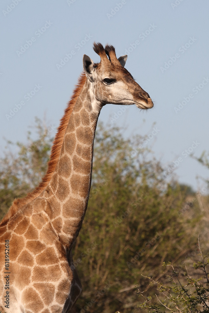 Fototapeta premium Giraffe / Giraffe / Giraffa camelopardalis