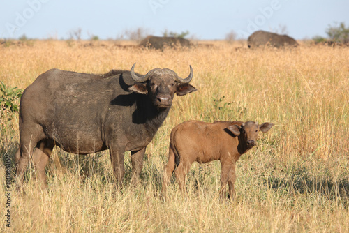 Kaffernb  ffel   African buffalo   Syncerus caffer.