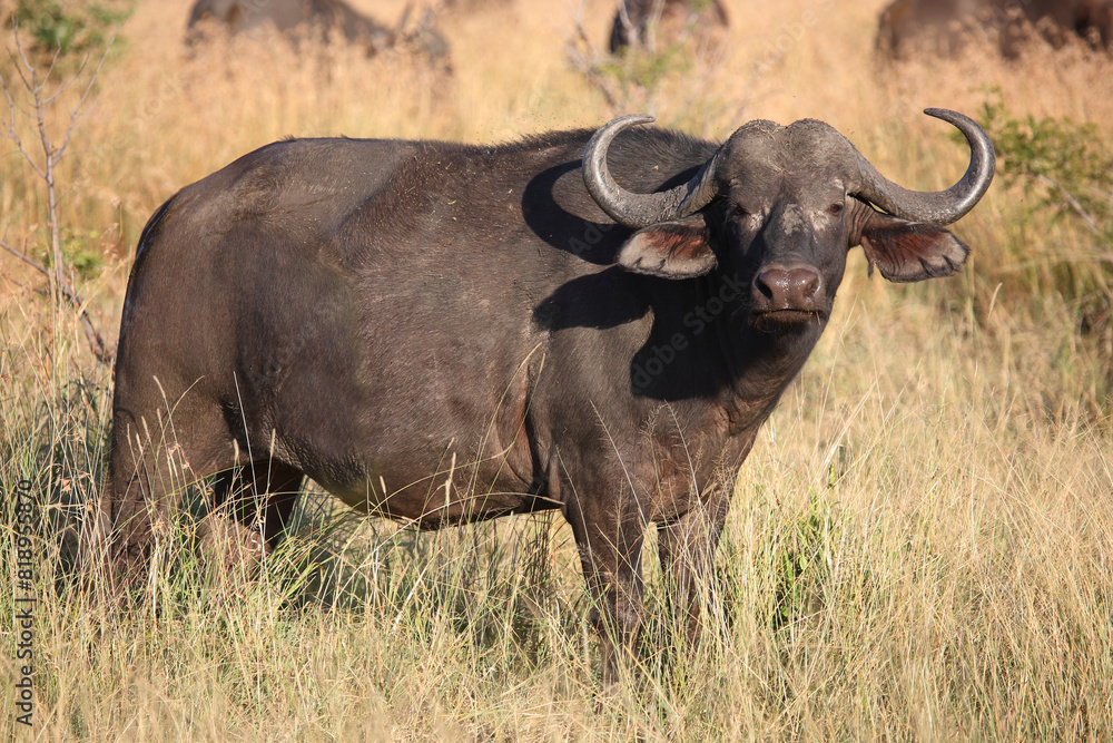Kaffernbüffel / African buffalo / Syncerus caffer Kaffernbüffel / African buffalo / Syncerus caffer