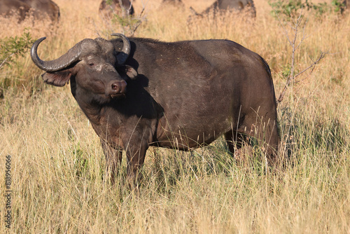 Kaffernb  ffel   African buffalo   Syncerus caffer