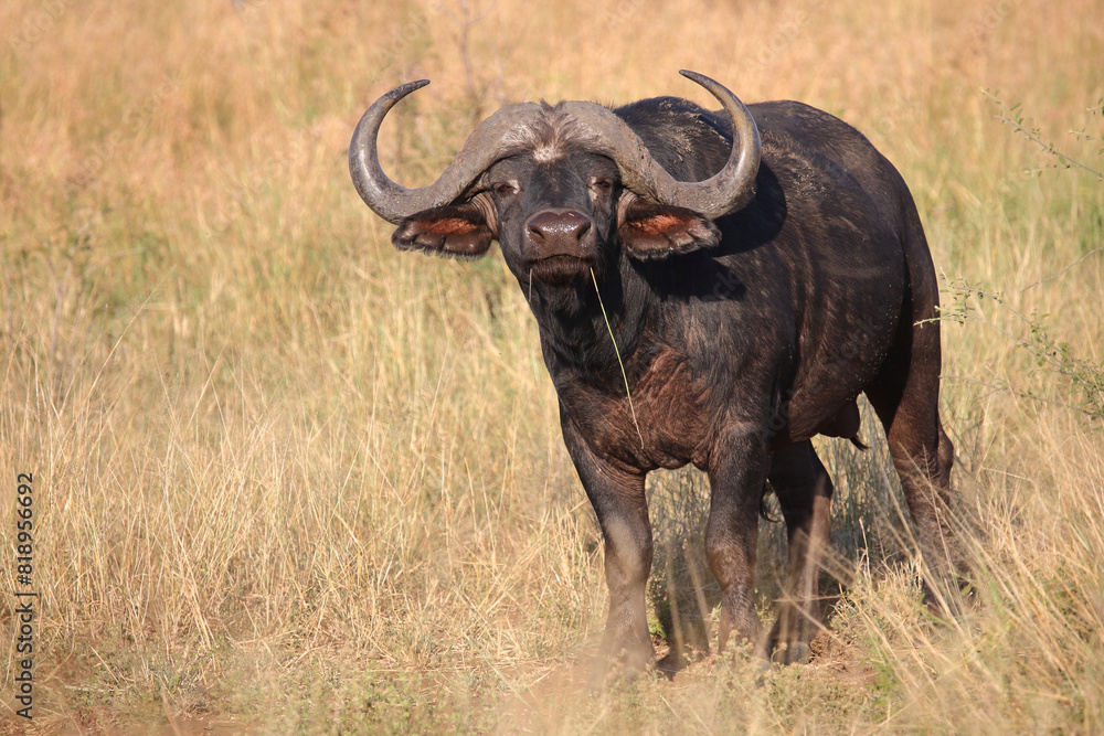 Kaffernbüffel / African buffalo / Syncerus caffer Kaffernbüffel / African buffalo / Syncerus caffer