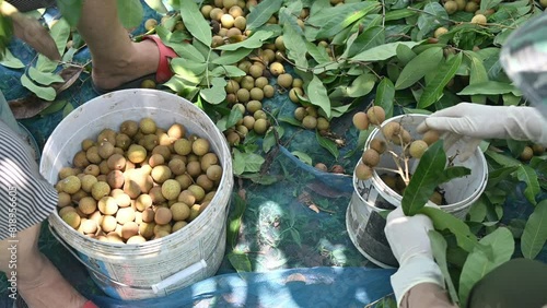 Gardener picking Longan fruit and store in a bucket. Longan is a tropical fruit native to Southeast Asia that's a member of the soapberry family. photo