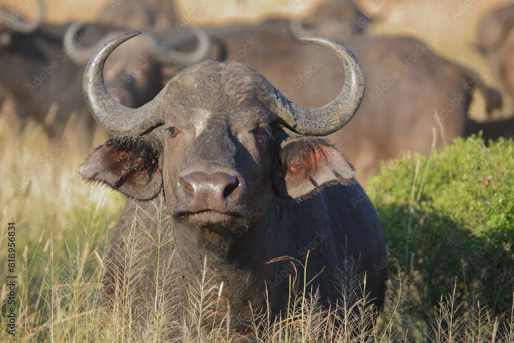 Kaffernbüffel / African buffalo / Syncerus caffer Kaffernbüffel / African buffalo / Syncerus caffer
