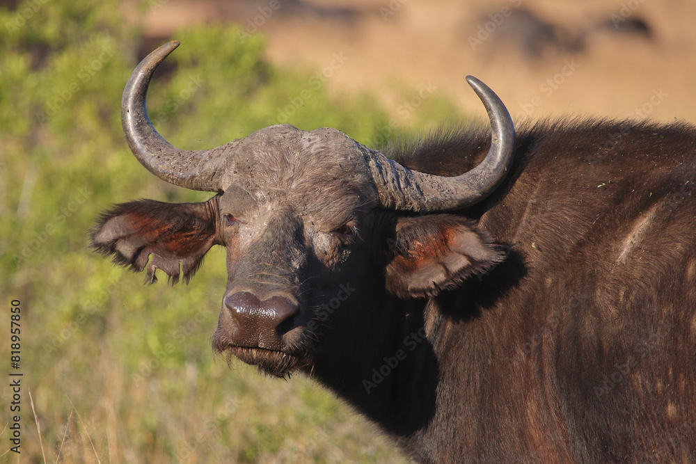 Kaffernbüffel / African buffalo / Syncerus caffer Kaffernbüffel / African buffalo / Syncerus caffer