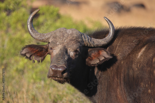 Kaffernbüffel / African buffalo / Syncerus caffer photo