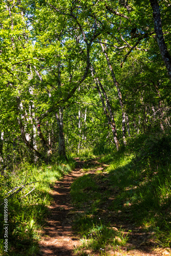 Chemin de randonnée aux milieux des chênes rouvres et chênes pédonculés de la Forêt de la Grésigne à Puycelsi photo