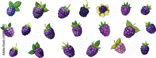 Blackberries fruit isolated vector set