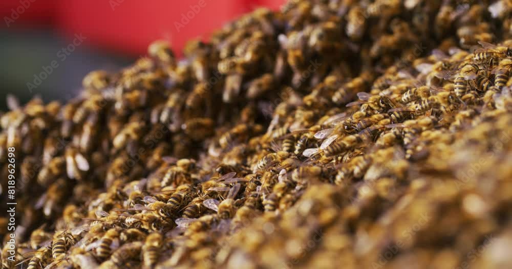 Thousands of Bees March to the Hive Thousands of Bees March to the Hive