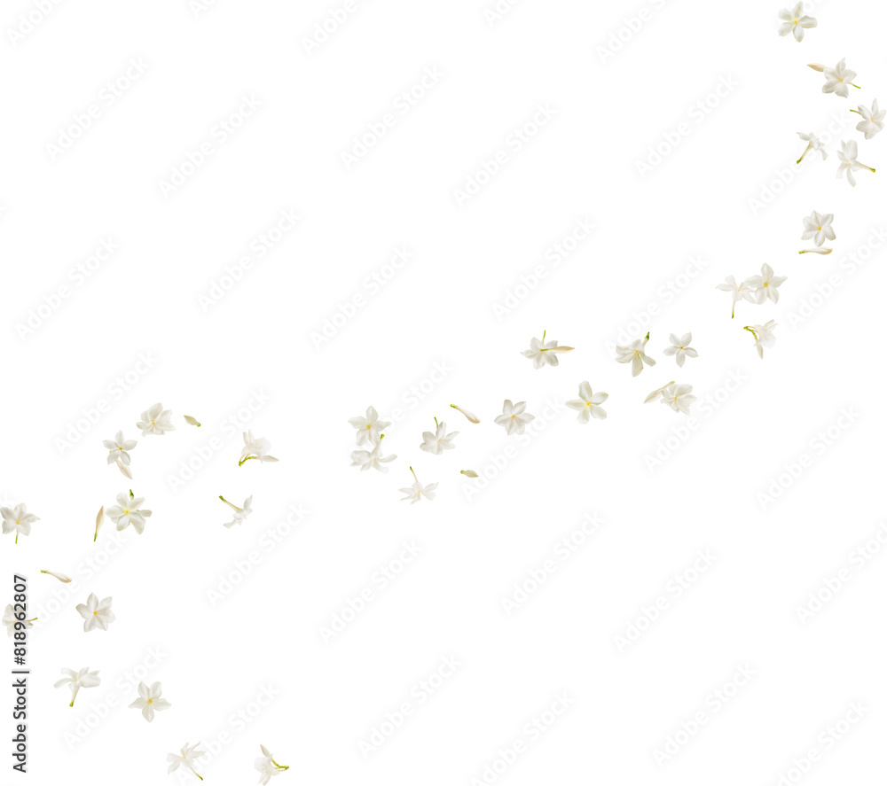white jasmine flower falling in the air white jasmine flower falling in the air