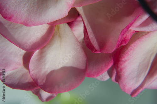 beautiful cutout of hanging petals of a pink rose, image detail, close up