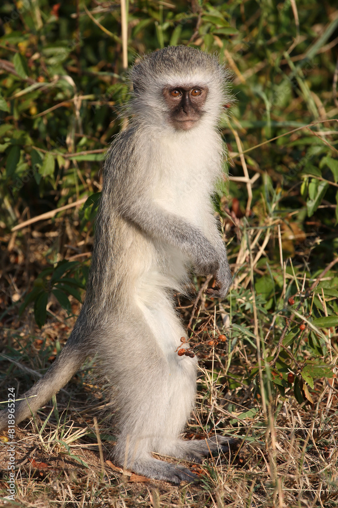 Obraz premium Grüne Meerkatze / Vervet monkey / Cercopithecus aethiops .