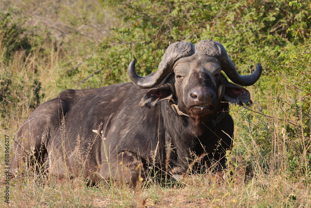 Kaffernbüffel / African buffalo / Syncerus caffer Kaffernbüffel / African buffalo / Syncerus caffer