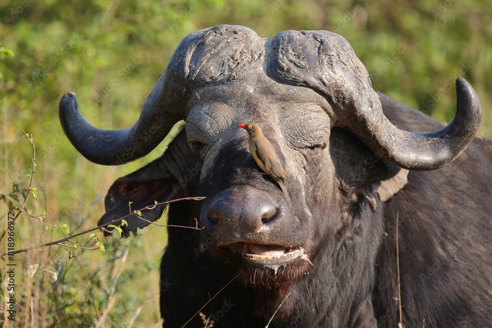Naklejka premium Kaffernbüffel und Rotschnabel-Madenhacker / African buffalo and Red-billed oxpecker / Syncerus caffer et Buphagus erythrorhynchusuphagus erythrorhynchus