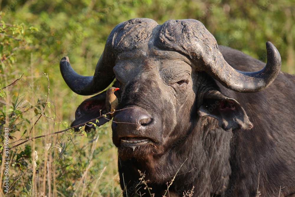 Naklejka premium Kaffernbüffel und Rotschnabel-Madenhacker / African buffalo and Red-billed oxpecker / Syncerus caffer et Buphagus erythrorhynchusuphagus erythrorhynchus