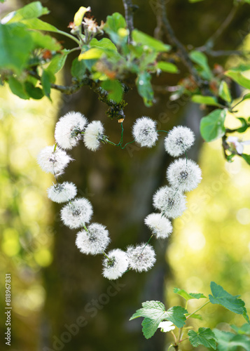 Handmade blowball flowers heart decor hangin on a tree branch in the garden. Creative crafts with natural material. Simple DIY concept photo