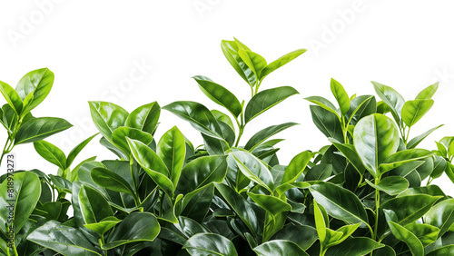 Green leaves of tropical plants isolated on transparent background