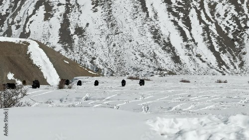 Black Buffaloes Grazing Amidst Snowy Expanse and Mountains of Spiti. photo