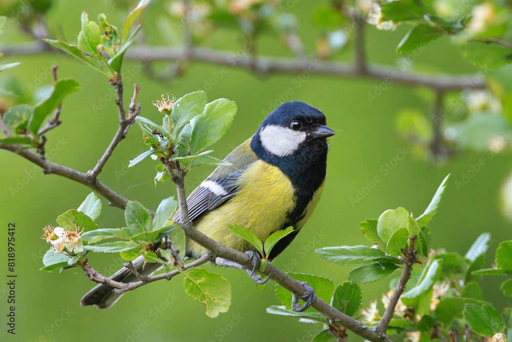 Obraz premium great tit on leafy tree in spring
