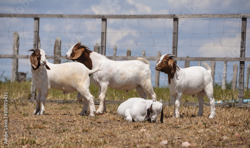 Young male boer goats on the farm