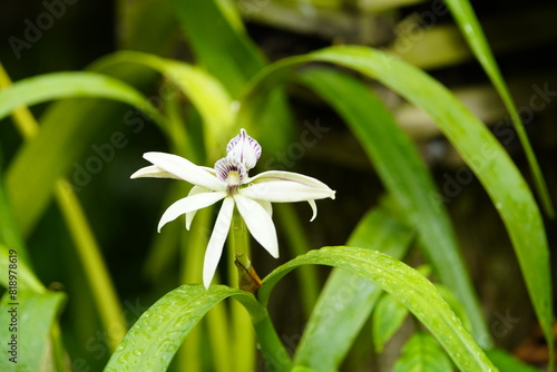 Prosthechea cochleata, commonly referred to as the clamshell orchid or cockleshell orchid, is an epiphytic, sympodial New World orchid native to Central America, the West Indies, Colombia, Venezuela. photo