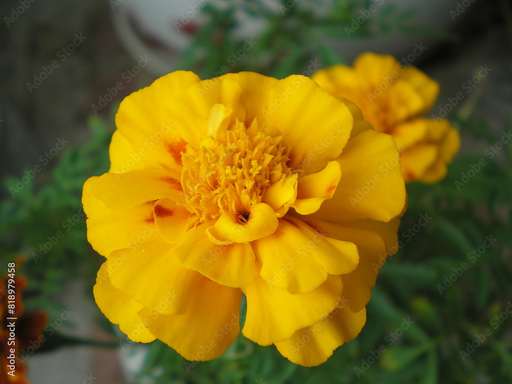 Close up yellow Marigold flower & leaf in pot (Tagetes erecta, Mexican, Aztec or African marigold) in plant garden. Macro of orange marigold flower as tagetes background. Medicinal flower tagetes herb Close up yellow Marigold flower & leaf in pot (Tagetes erecta, Mexican, Aztec or African marigold) in plant garden. Macro of orange marigold flower as tagetes background. Medicinal flower tagetes herb