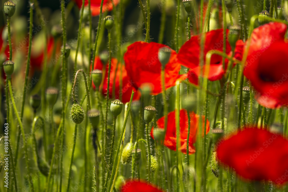 Obraz premium The common poppy blooms from early to late spring