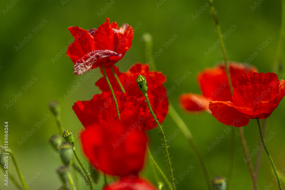The common poppy tiny seeds are, as in all species of the genus, kidney-shaped, alveolated with a polygonal reticulum and brown in color. The common poppy tiny seeds are, as in all species of the genus, kidney-shaped, alveolated with a polygonal reticulum and brown in color.
