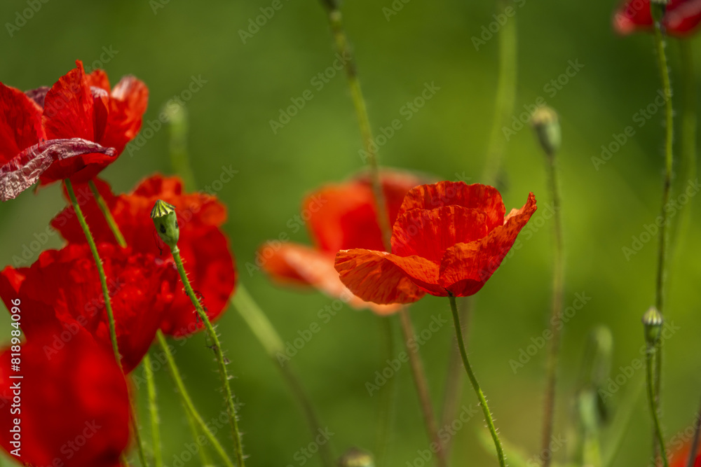The common poppy The stamens, black, form a ringed cluster around the gynoecium, which gives it the appearance of a black button The common poppy The stamens, black, form a ringed cluster around the gynoecium, which gives it the appearance of a black button