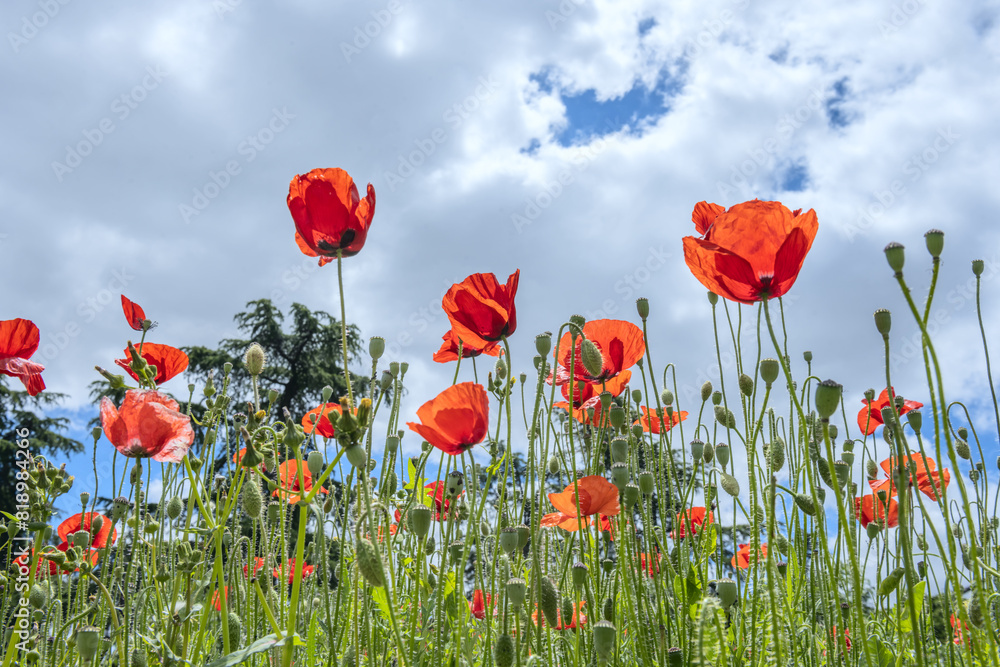 Obraz premium Fresh common poppy leaves due to the alkaloids they contain, which is why their consumption as food has been declining in southern Europe