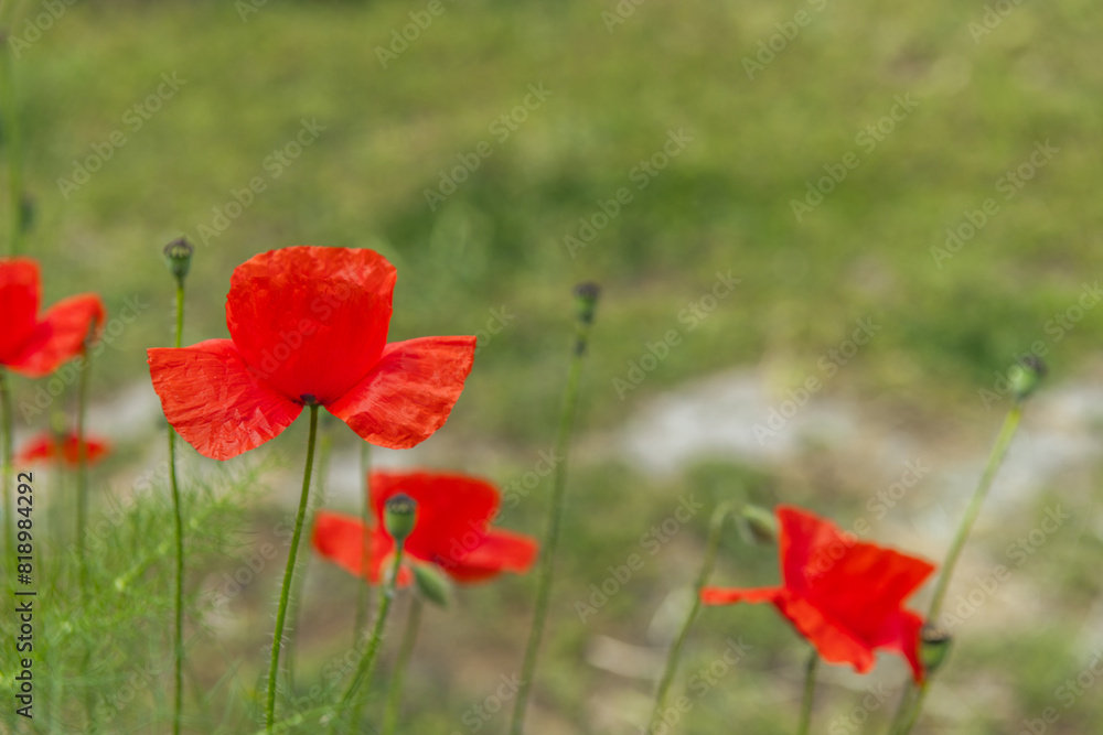 Obraz premium common poppy The seeds are harmless and are often used as a condiment and in pastries