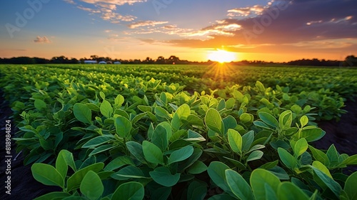 Green plants on a field at sunset, against the backdrop of a beautiful sky with clouds and bright sun
