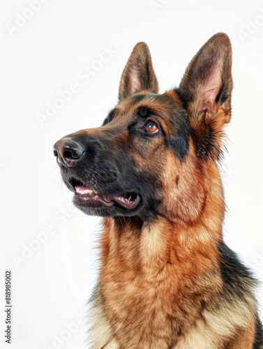 Close-Up of a German Shepherd with Alert Expression