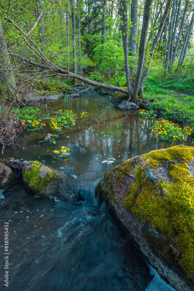 stream in the forest stream in the forest