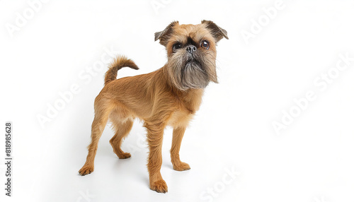 Brussels Griffon or Griffon Bruxellois dog - Canis lupus familiaris - a rough coated, small terrier like dog kept in stables to eliminate rodents. isolated on white background photo