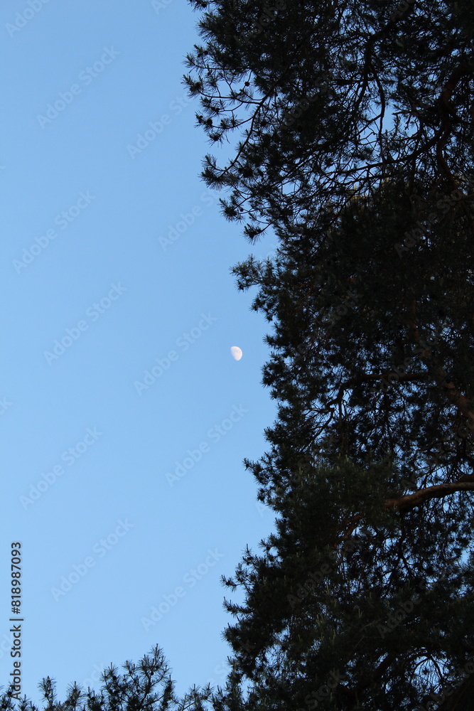 Obraz premium sky and trees