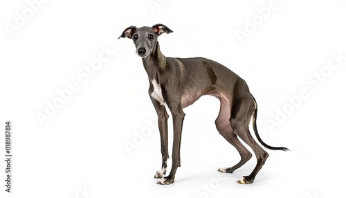 Italian Greyhound dog - Canis lupus familiaris - is an Italian breed of small sight hound. It was bred to hunt hare and rabbit, but is kept mostly as a companion dog. isolated on white background